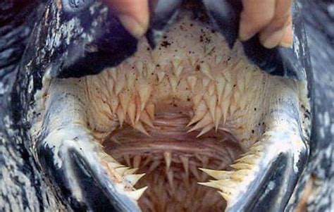 World Turtle Day: The leatherback turtle's mouth is terrifying | Metro News