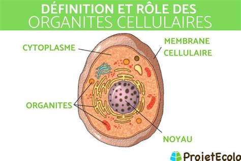 Organite cellulaire : Définition, rôles et exemples