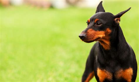 10 Least Smelly Dog Breeds