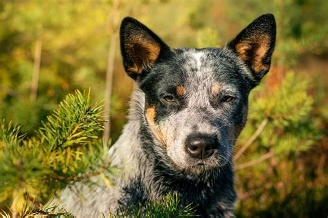 The Top 10 Best Blue Heeler Breeders In The U.S.