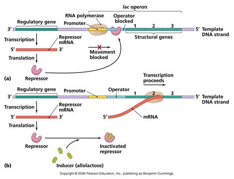 Lac operon- Definition, structure, Inducers, diagram