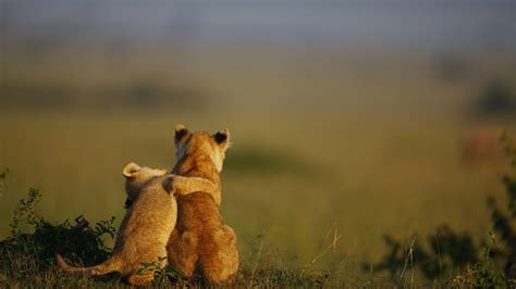 hugging animals baby animals lion nature Wallpapers HD / Desktop and Mobile Backgrounds