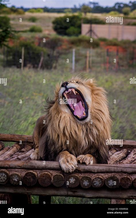 Lion roar hi-res stock photography and images - Alamy