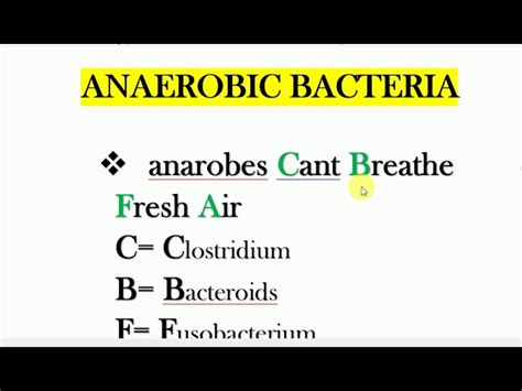 Anaerobic Bacteria Examples