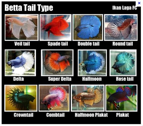 Different types of betta fish - Betta fish care tips and fun facts