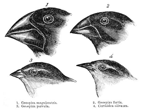 Darwin's finches - Wikipedia