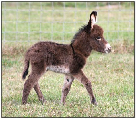 Our Newborns - Miniature Donkey Babies born in 2013 at HAA Miniature Donkey Farm.