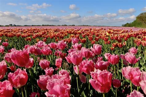 How to Visit Tulip Fields in Netherlands Without Crowds? | Hopping Around the Globe in Style