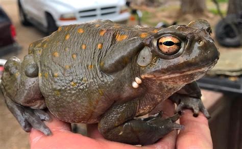 SOLD!! 2.2 Colorado River Toads. LARGE! - FaunaClassifieds