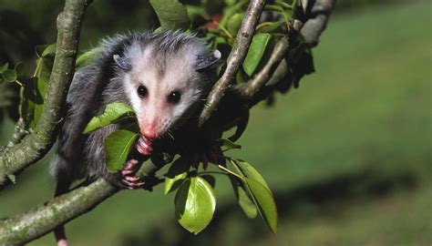 The Dangers of Opossums | Sciencing