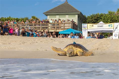 Tour de Turtles Celebrates Sea Turtles, Supernatural, and Science at ...