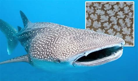 Shark horror: Whale sharks have hundreds of teeth on their eyeballs | Science | News | Express.co.uk