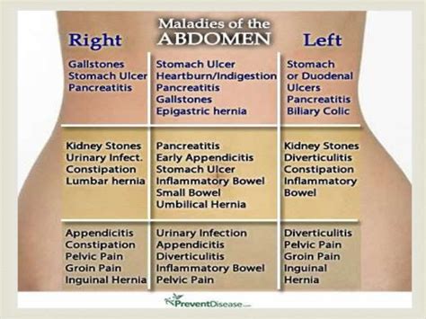 Where Is The Liver In Your Body Located - Nanditama Roderick