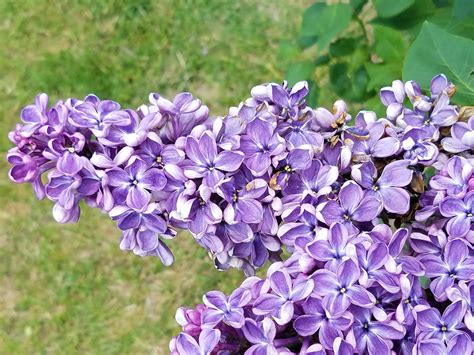 Lilacs - International Lilac Society