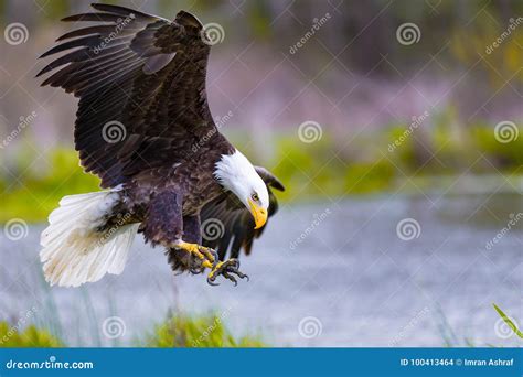 Bald eagle stock photo. Image of wild, beak, closeup - 100413464