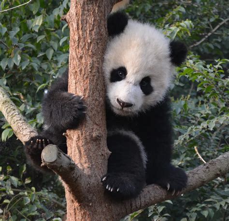 7 month old Giant Panda cubs at play | Smithsonian Photo Contest | Smithsonian Magazine