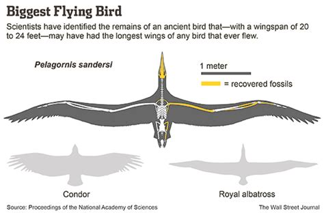 Scientists Identify Largest Flying Bird - WSJ