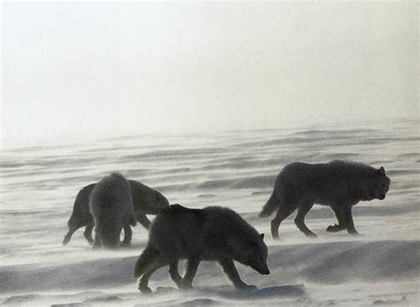 Arctic Zone: Wolf Photographs