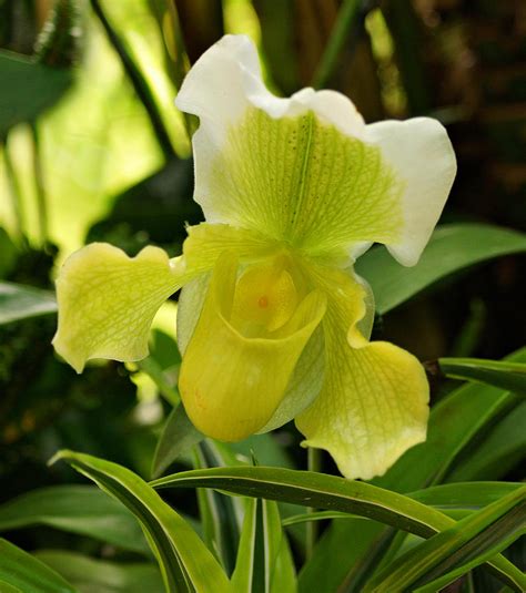 Yellow Lady's Slipper Orchid Photograph by Sandy Keeton