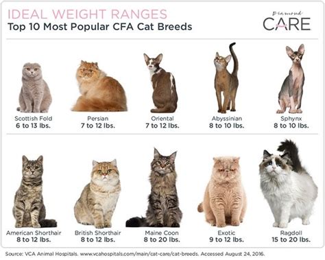 Normal Cat Weight Chart By Age Kg