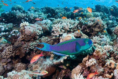 Research shows parrotfish are critical to coral reef island building – Hotelier Maldives