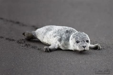 The lonely harbor seal baby by LinsenSchuss on DeviantArt