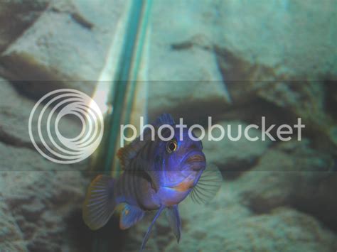 Mbuna Experts! Name These Fish! | Cichlid Fish Forum