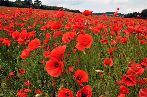 Local businesses host National Poppy Day May 26 | The Observer