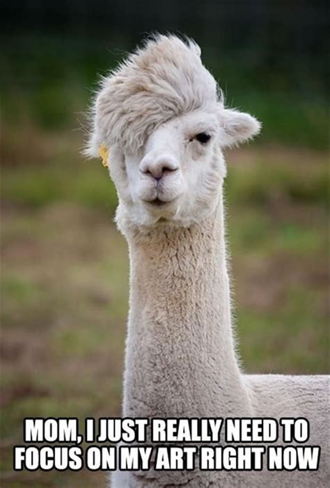 rockstar lama | Funny animal memes, Funny animal pictures, Bones funny