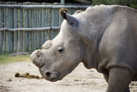 Will Fake Rhino Horns Curb Poaching? | Live Science