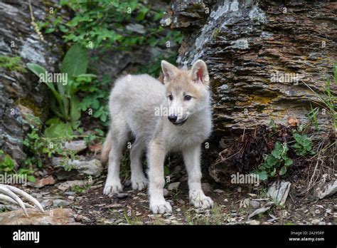 White Wolf Puppy Stock Photo - Alamy