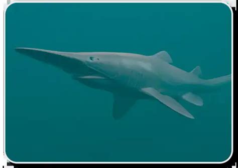 The Goblin Shark - x10 Amazing Facts, Habitat, Diet, Reproduction & Human Interaction