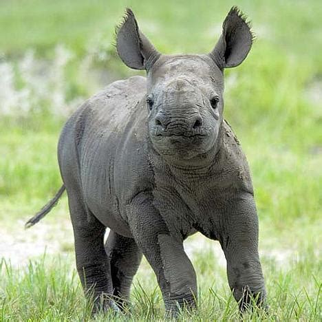 Baby Rhino - Rhinos Photo (20108331) - Fanpop