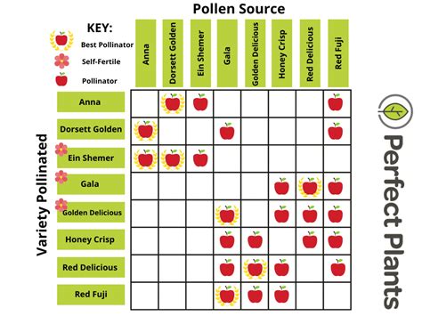 Pink Lady Apple Tree Pollination Chart | Portal.posgradount.edu.pe