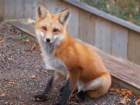 10 Fascinating Facts About Foxes (With Photos)