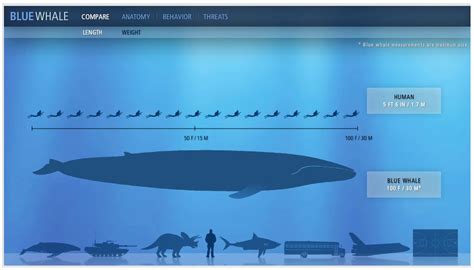 Blue Whale Size Comparison To Human