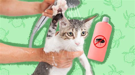 Flea Shampoo For Cats: The Best Formulas You Can Buy And What To Know ...