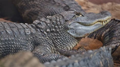 Closeup American Alligator Showing His Teeth Stock Image - Image of nature, grey: 243461527