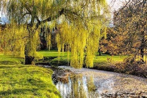 Willow tree symbolism and significance Better Place Forests