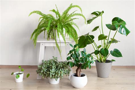 28 Low-Light Indoor Plants — Low-Light Houseplants