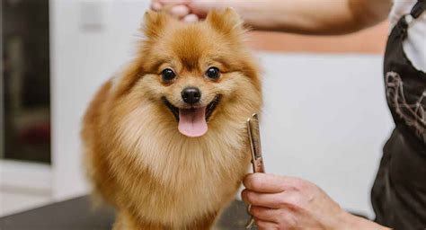 Comparison Of Pomeranian Before And After Grooming At The White Background | lupon.gov.ph