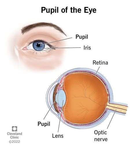 Pupil of the Eye: Definition, Anatomy & Function