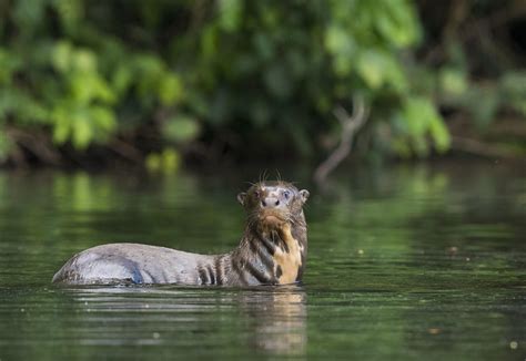 The plight of the Giant Otter - Frankfurt Zoological Society