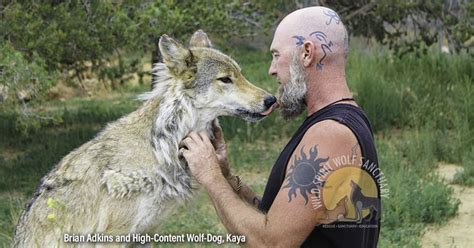 Wolf-Dog Ownership: U.S. Regulations and Laws | Wild Spirit Wolf Sanctuary