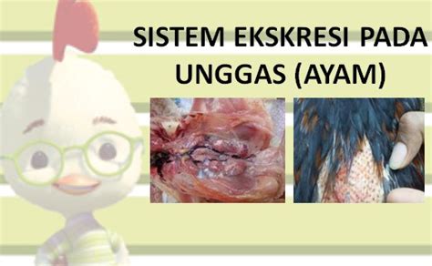 SISTEM EKSKRESI PADA UNGGAS (AYAM) - Ilmu Ternak