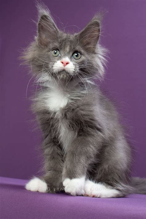 Blue Maine Coon Kittens