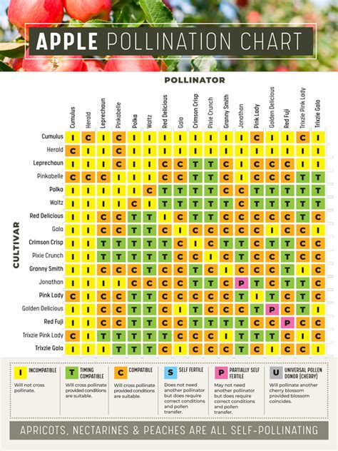 Pollination Chart For Apple Trees