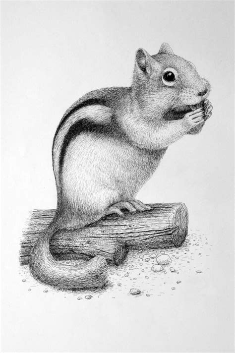 Realistic Animal Drawings, Pencil Drawings Of Animals, Pencil Drawings ...