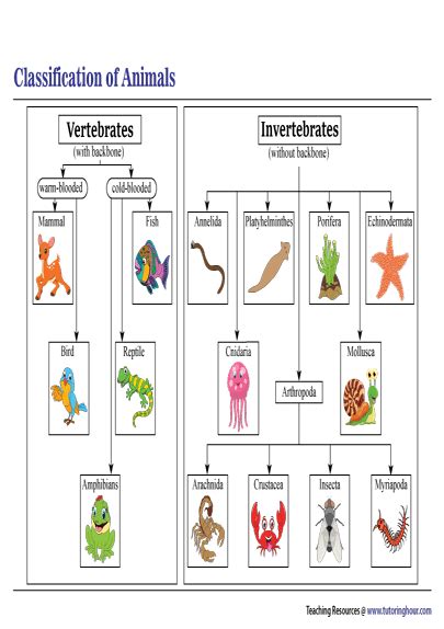 Animal Classification Chart