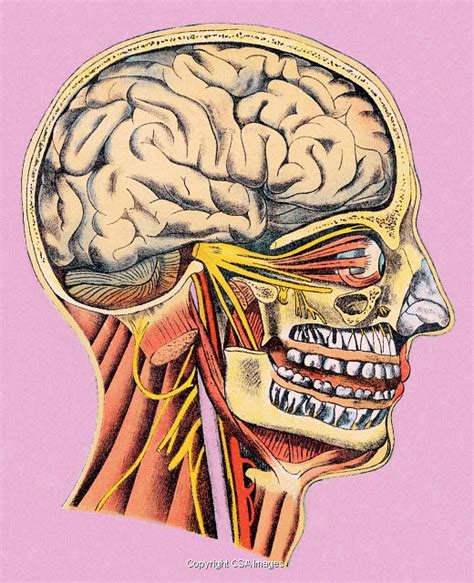 Human Head Anatomy | #778961 | CSA Images